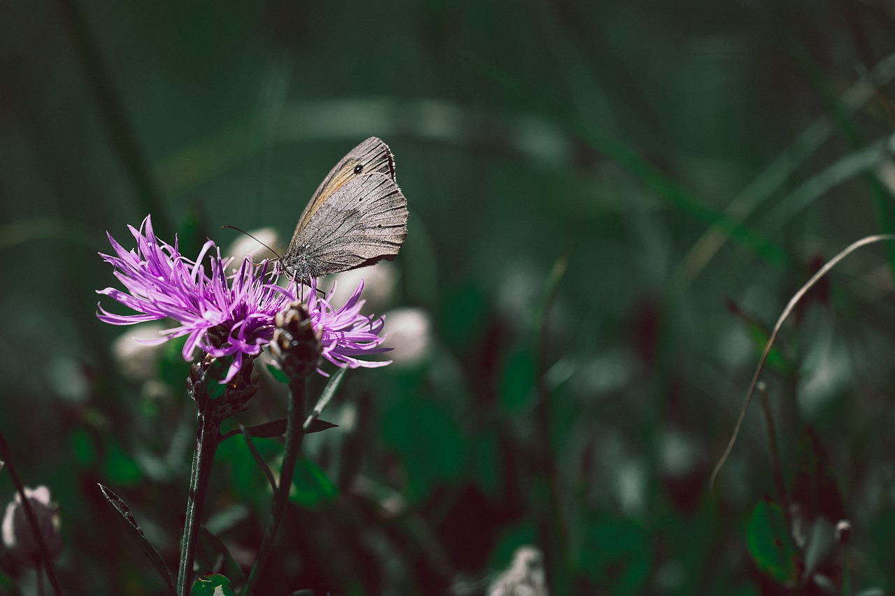 wigs knapweed butterfly meadow brown free photo