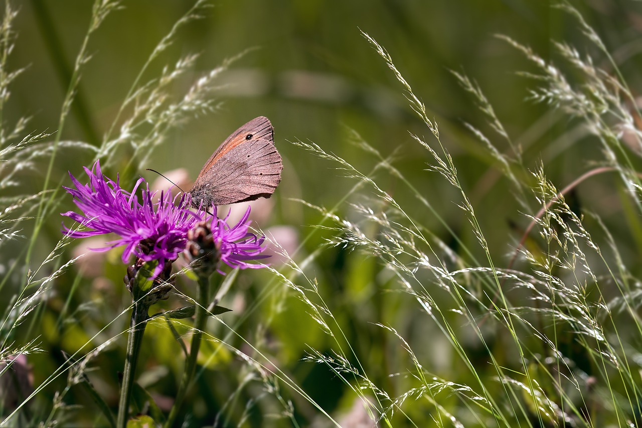wigs knapweed butterfly meadow brown free photo