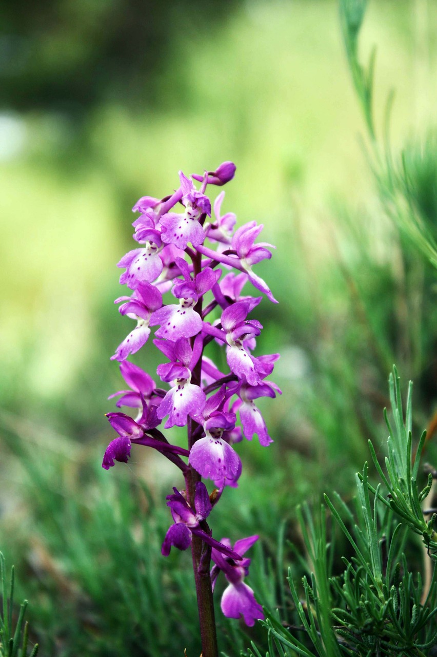 wild orchids andorra flowers free photo