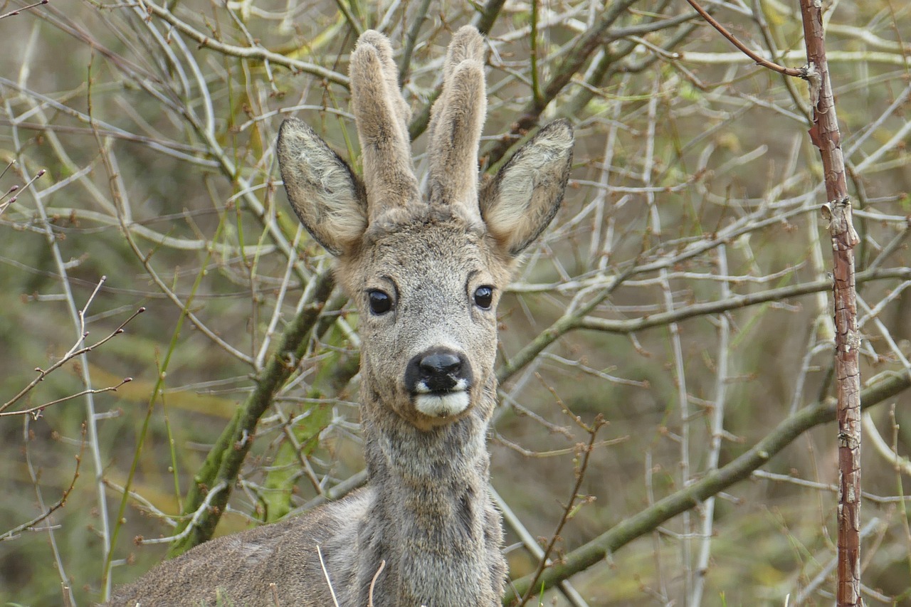 forest animals wild roe deer free photo