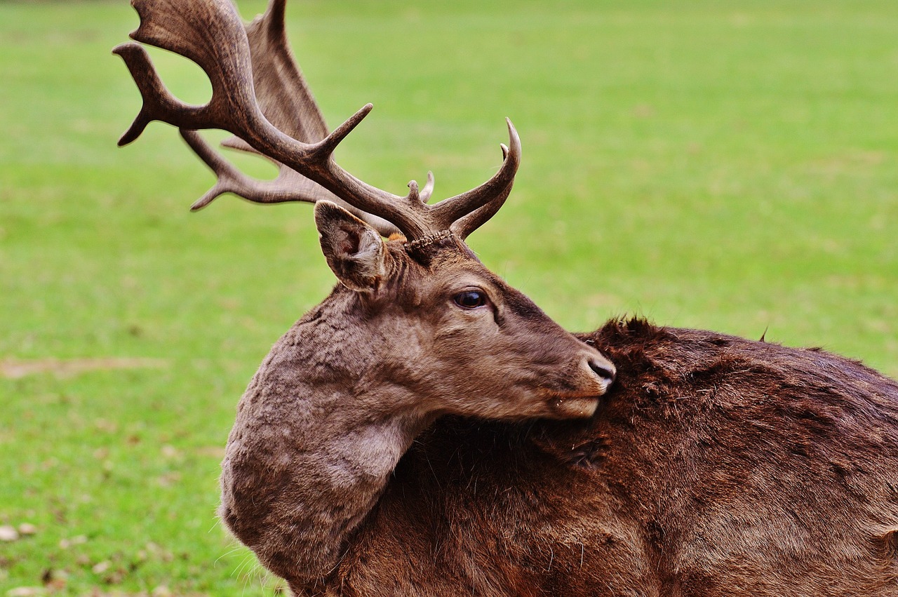 wild hirsch wildpark poing free photo