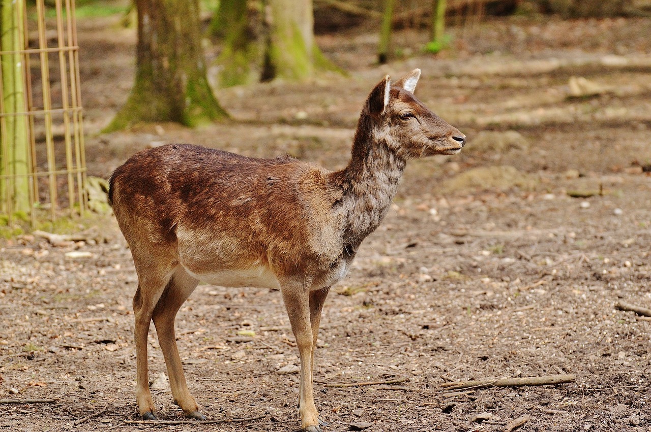 wild roe deer wildpark poing free photo