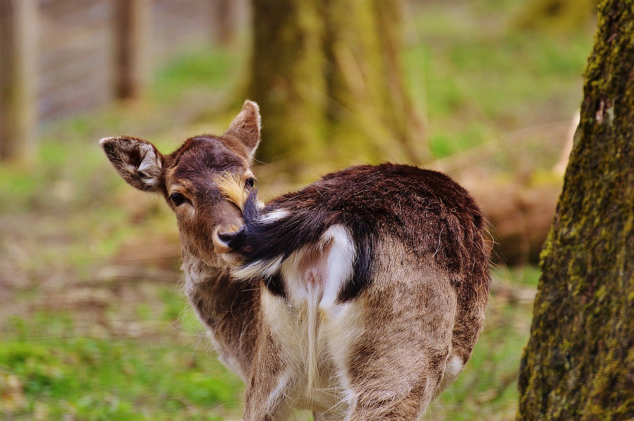 wild roe deer wildpark poing free photo