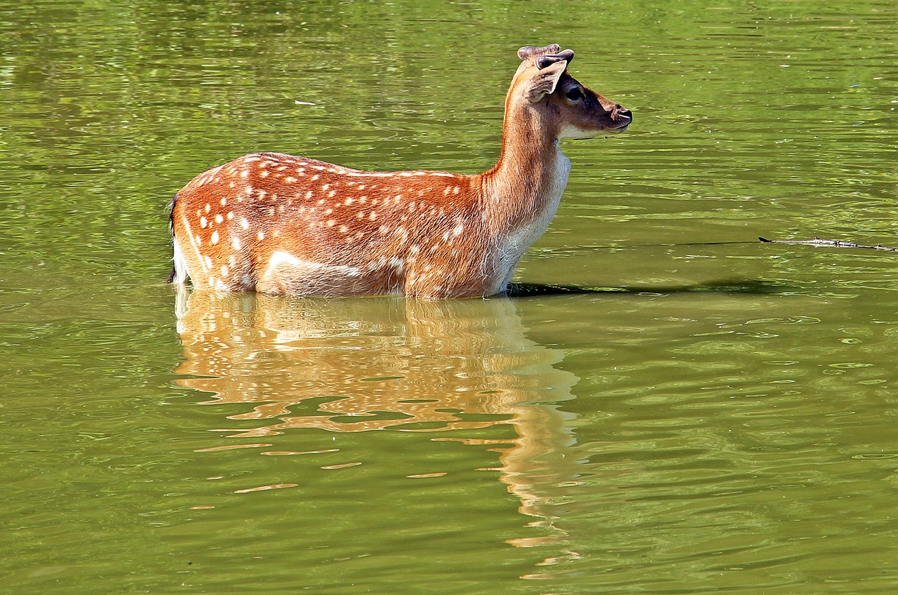 wild roe deer fallow deer free photo