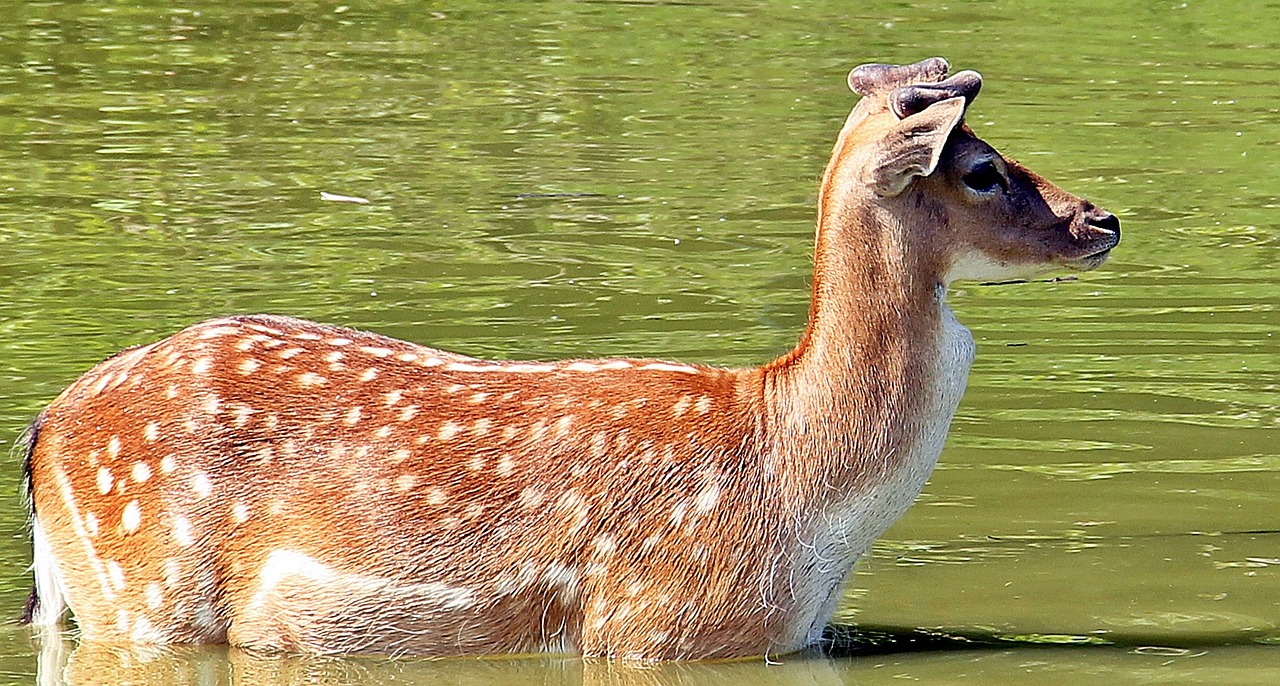 wild roe deer fallow deer free photo