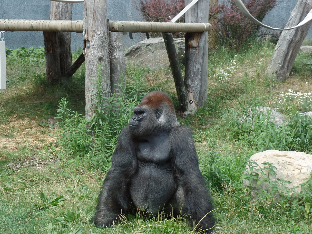 wild gorilla zoo free photo