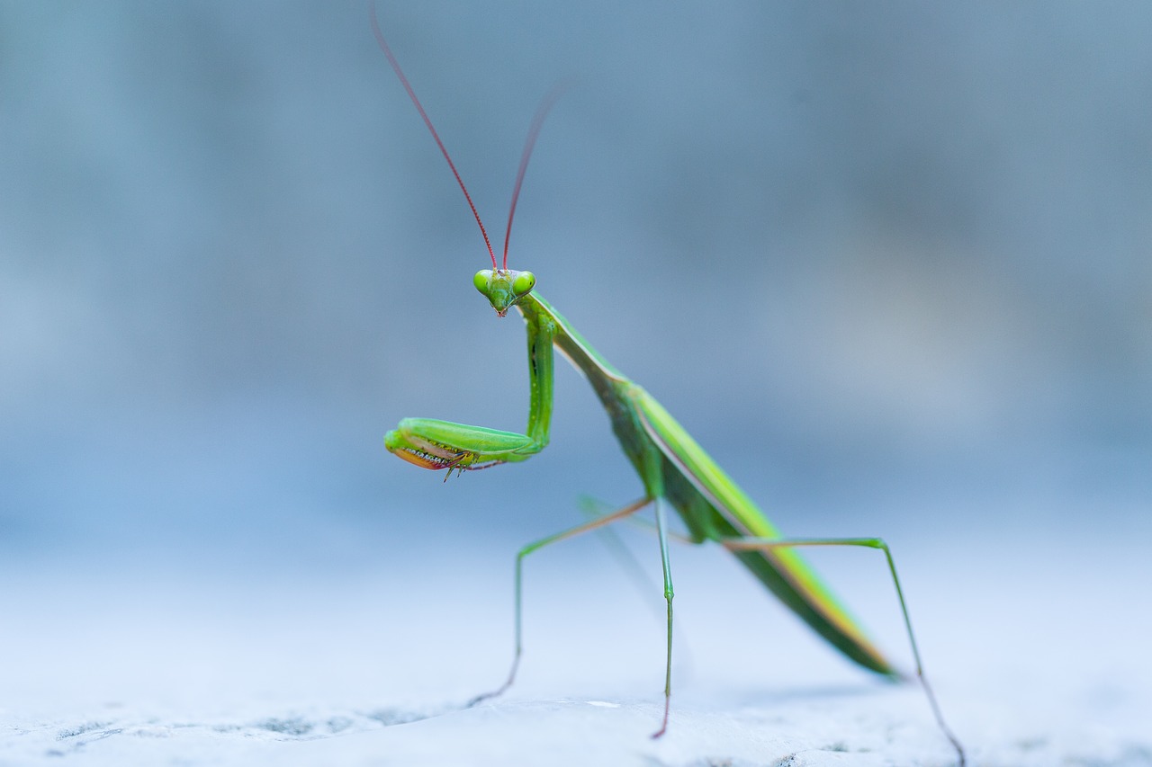 wild praying mantis insect free photo