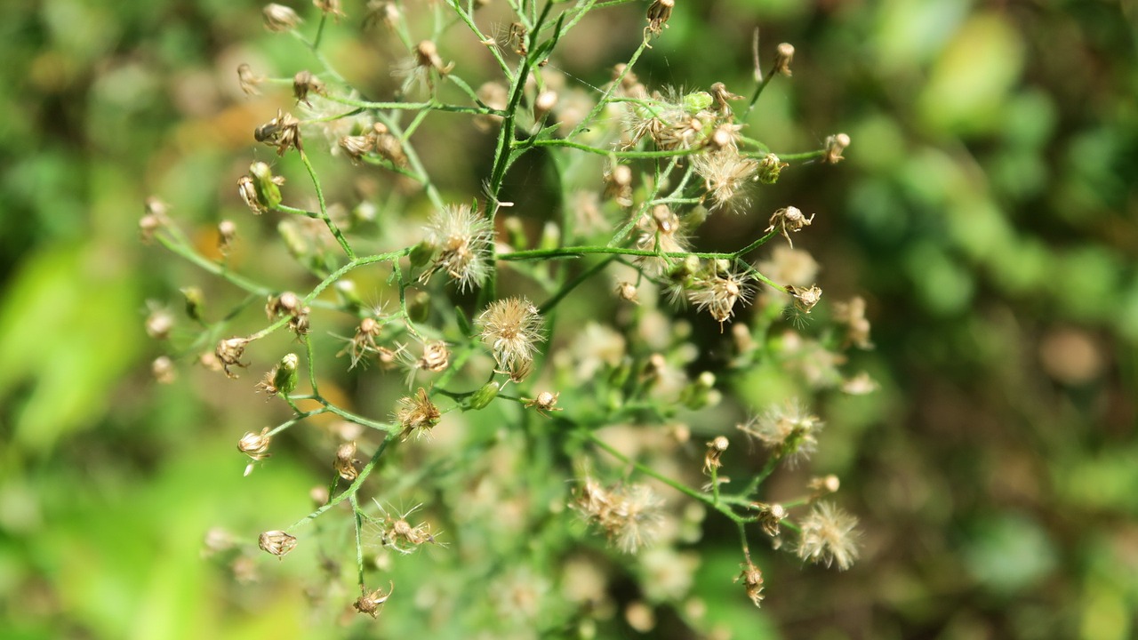 wild grass nature free photo