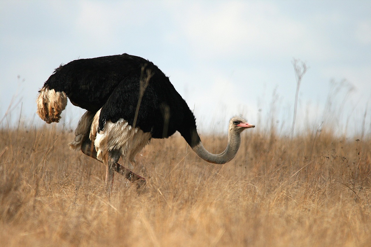 wild game ostrich free photo