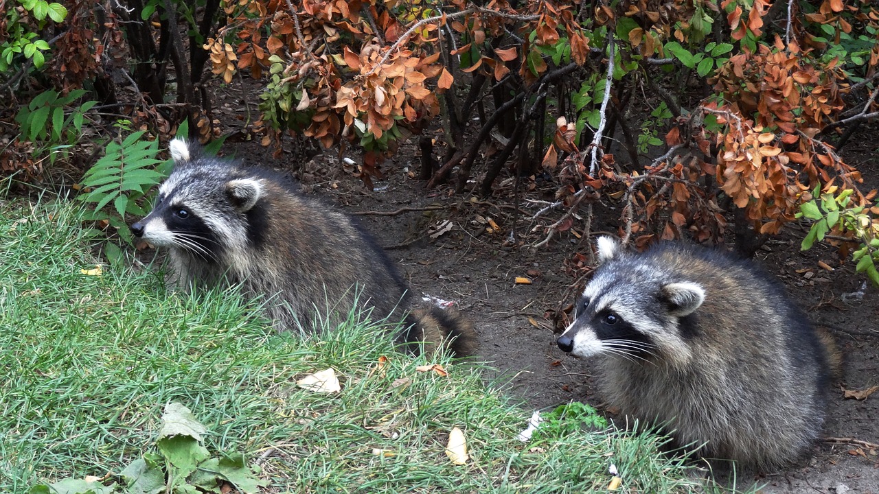 wild raccoon nature free photo