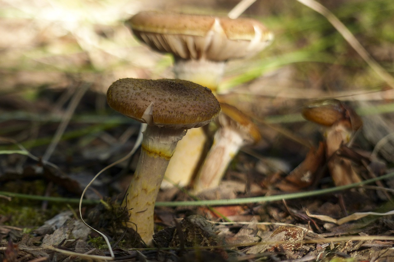 wild mushroom poisoned free photo