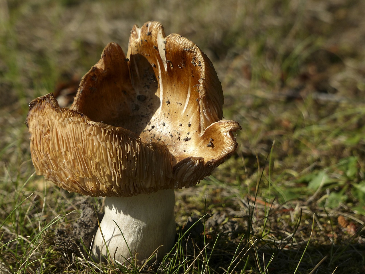 wild mushroom poisoned free photo