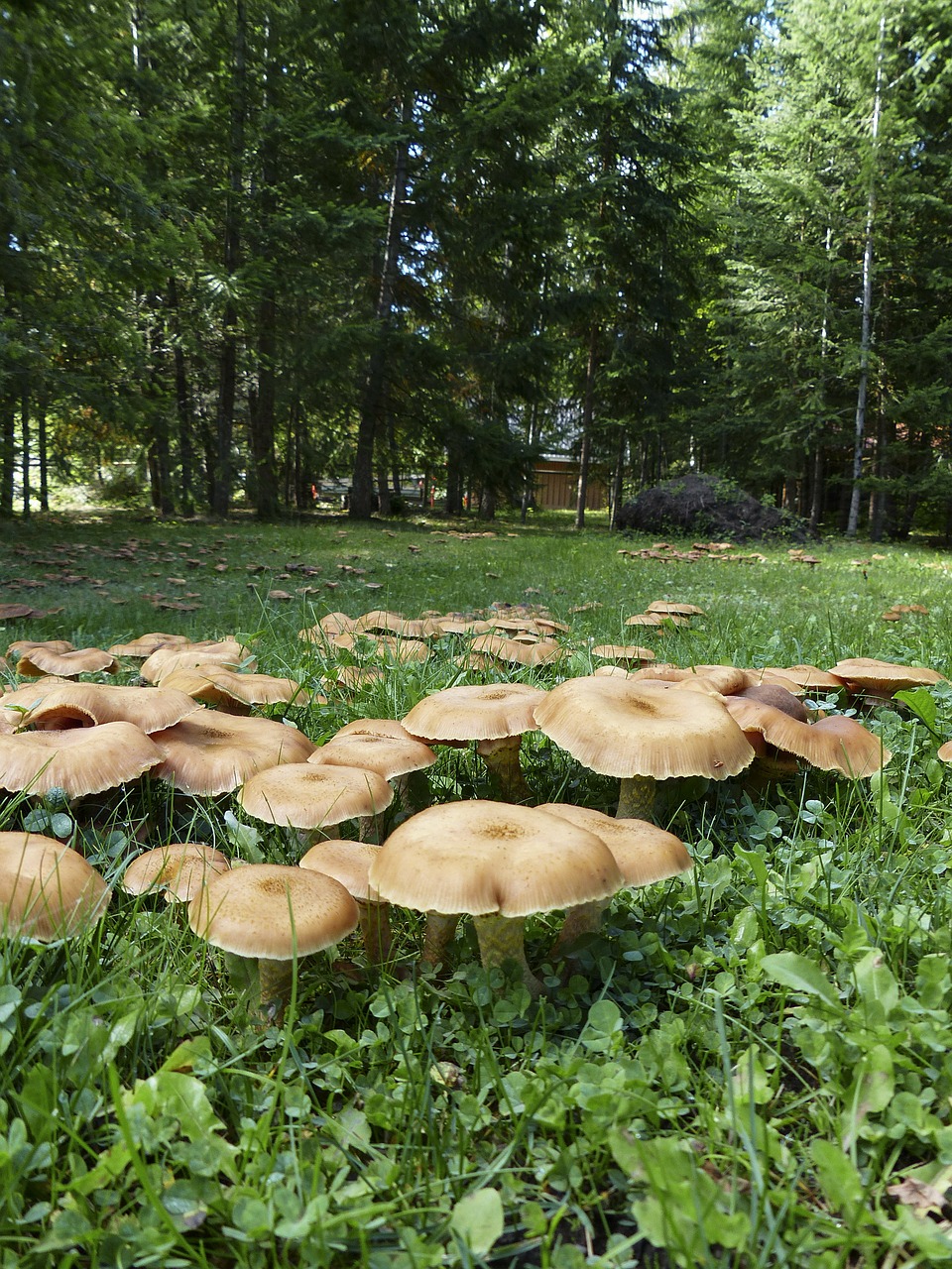 wild mushrooms cluster free photo