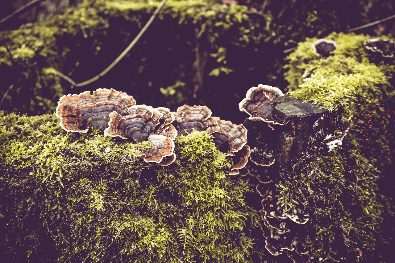 wild mushroom forest free photo