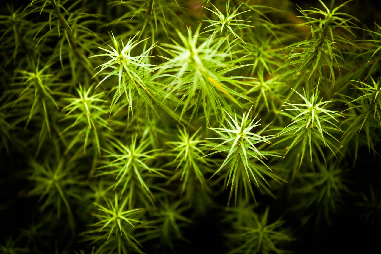 wild grass green free photo