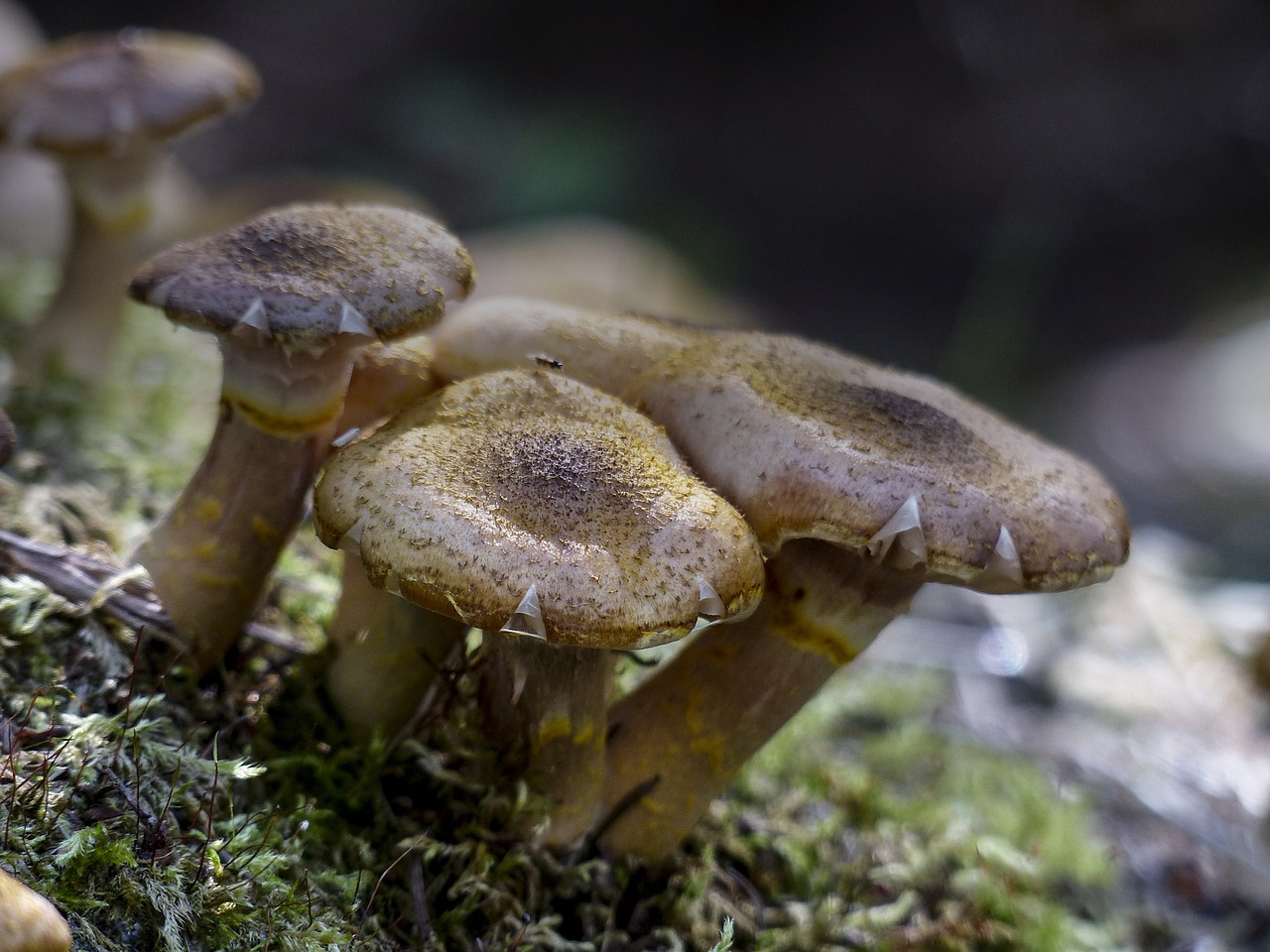 wild mushroom autumn free photo