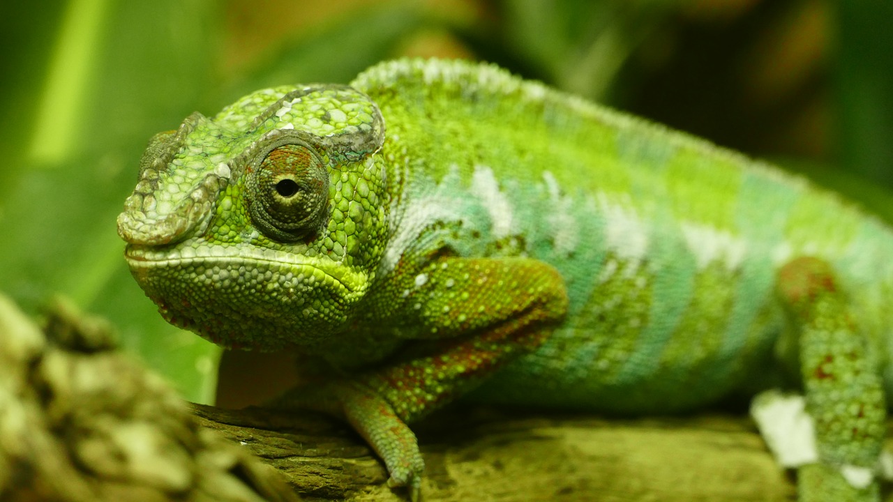 wild animal chameleon free photo