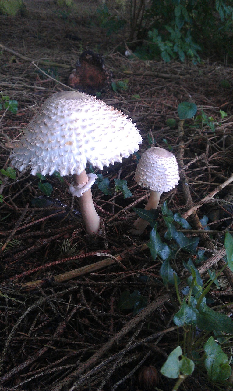 wild mushroom uk free photo