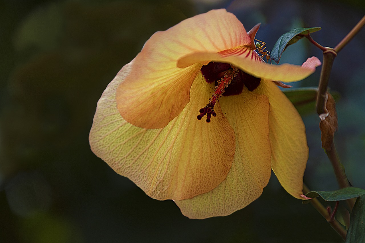 wild hibiscus in bush free photo