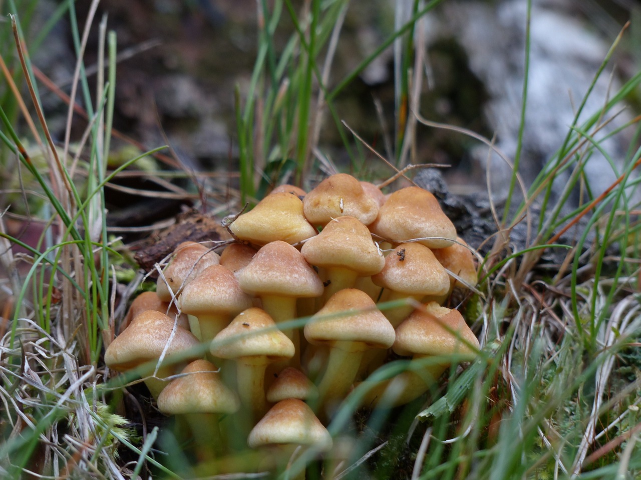 wild mushrooms poisoned free photo