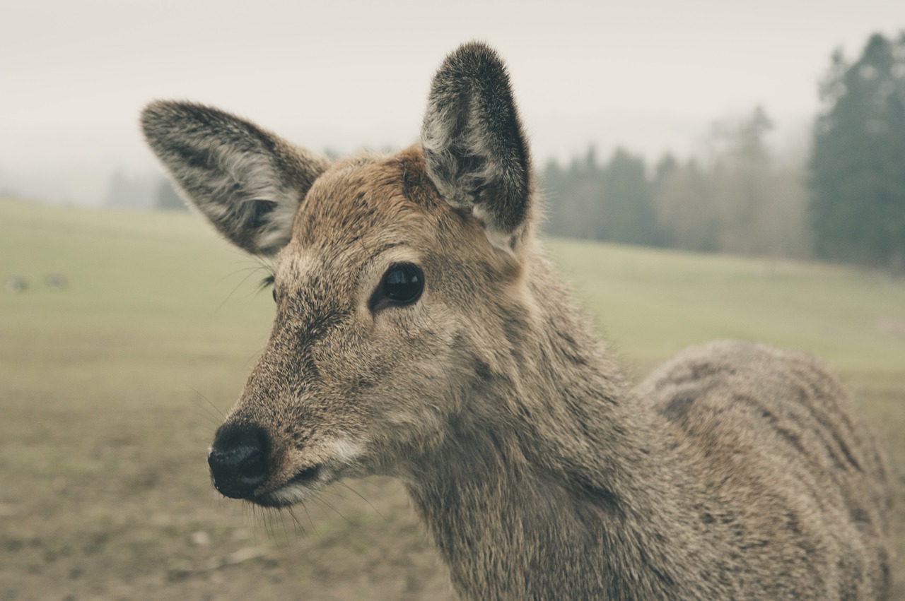 wild red deer nature free photo