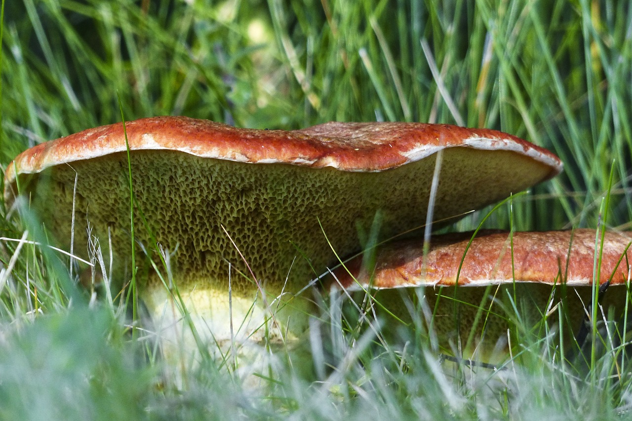 wild mushroom autumn free photo