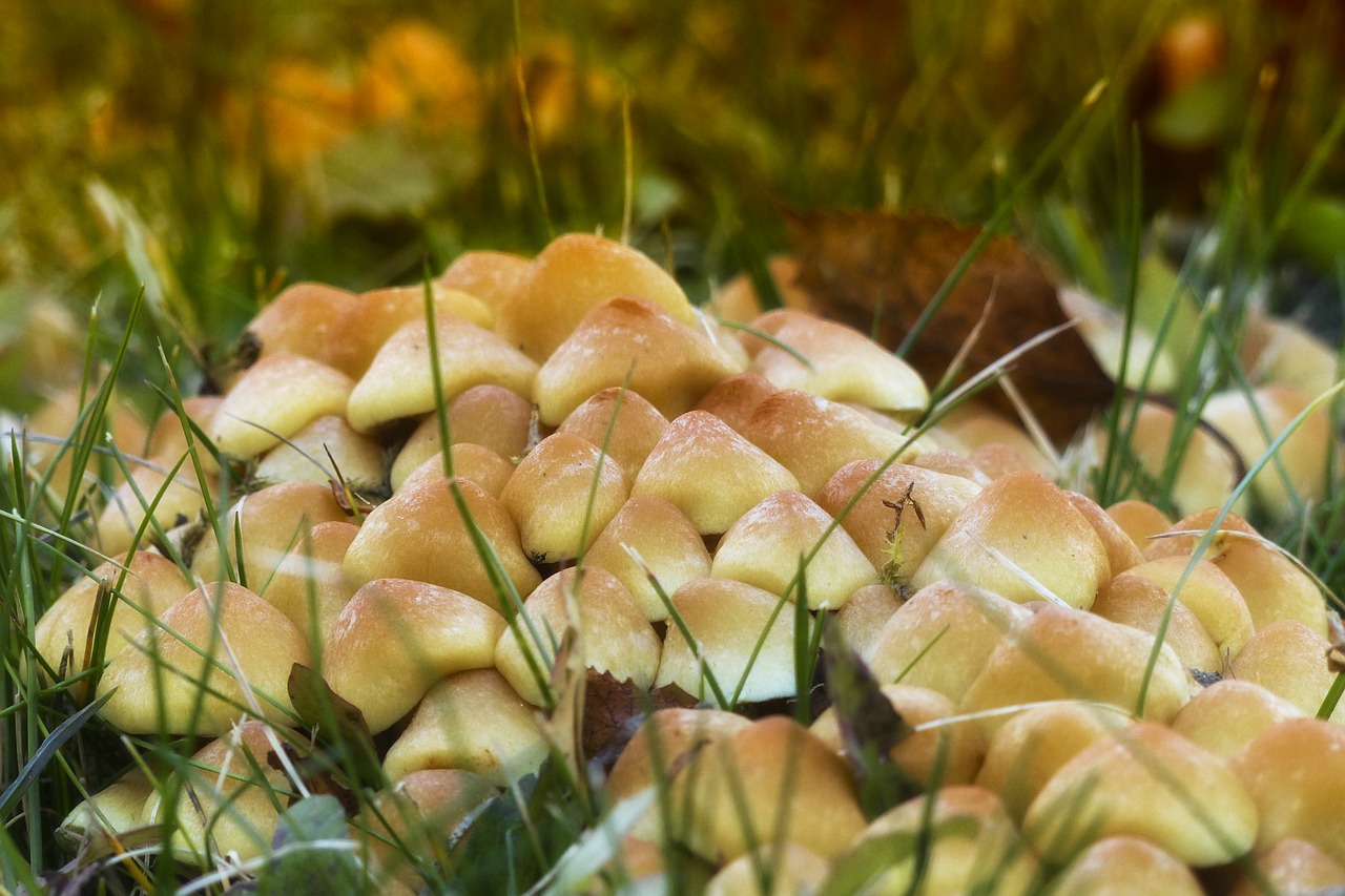 wild mushrooms cluster free photo