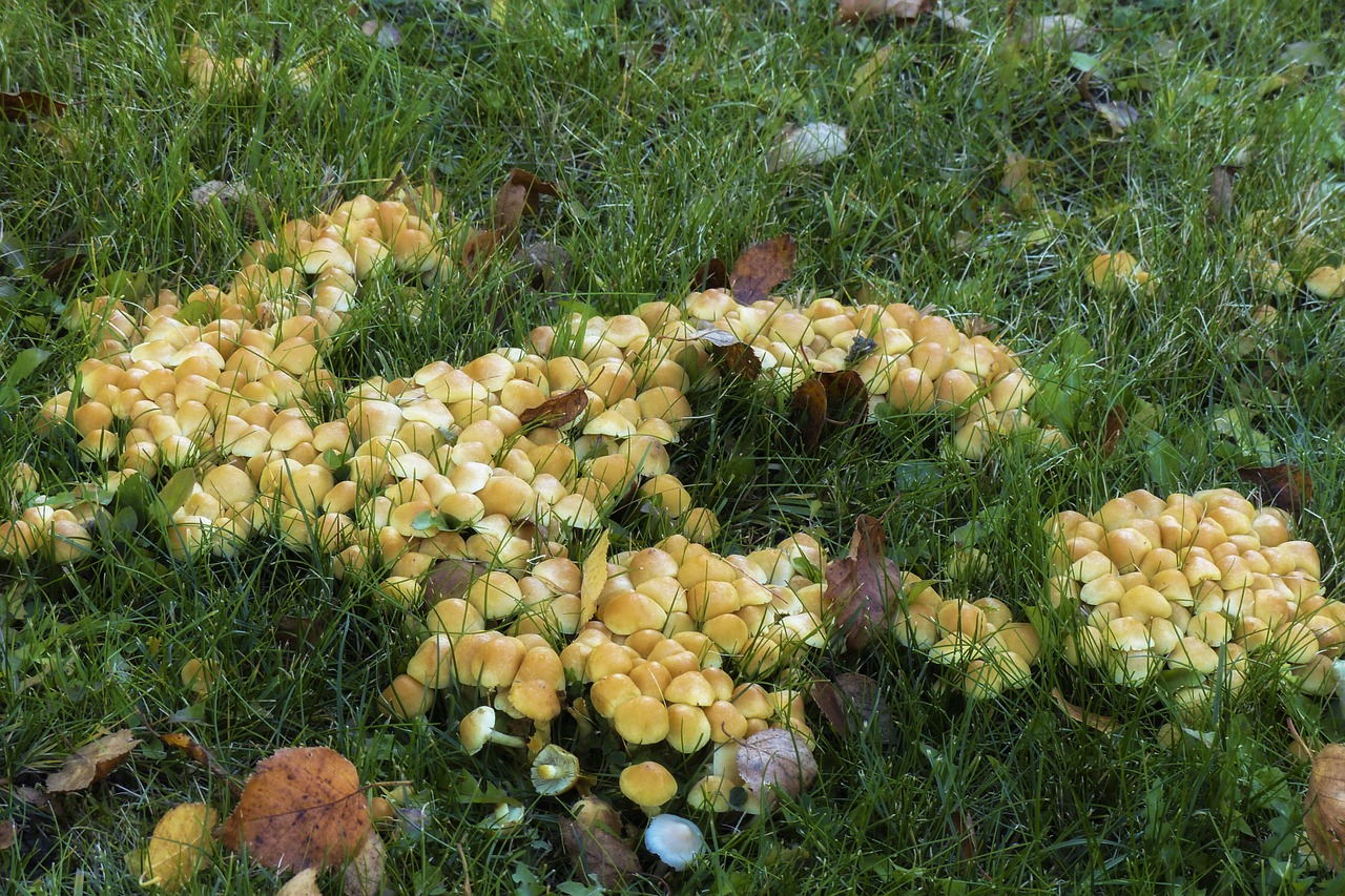 wild mushrooms cluster free photo