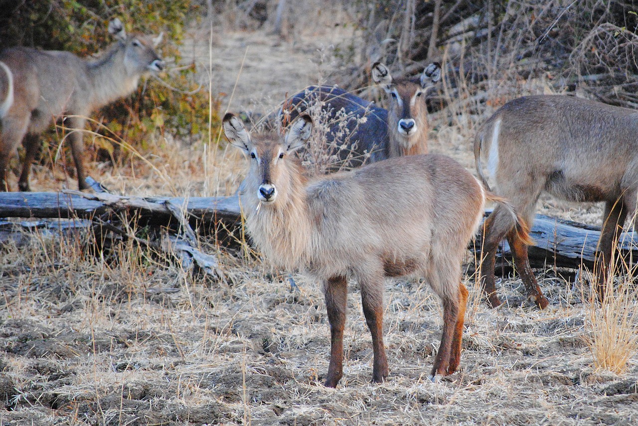 wild safari africa free photo