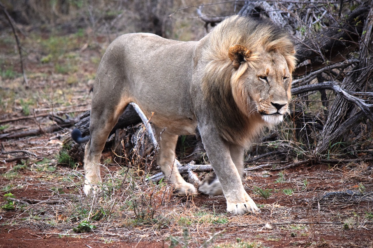wild prowl lion free photo