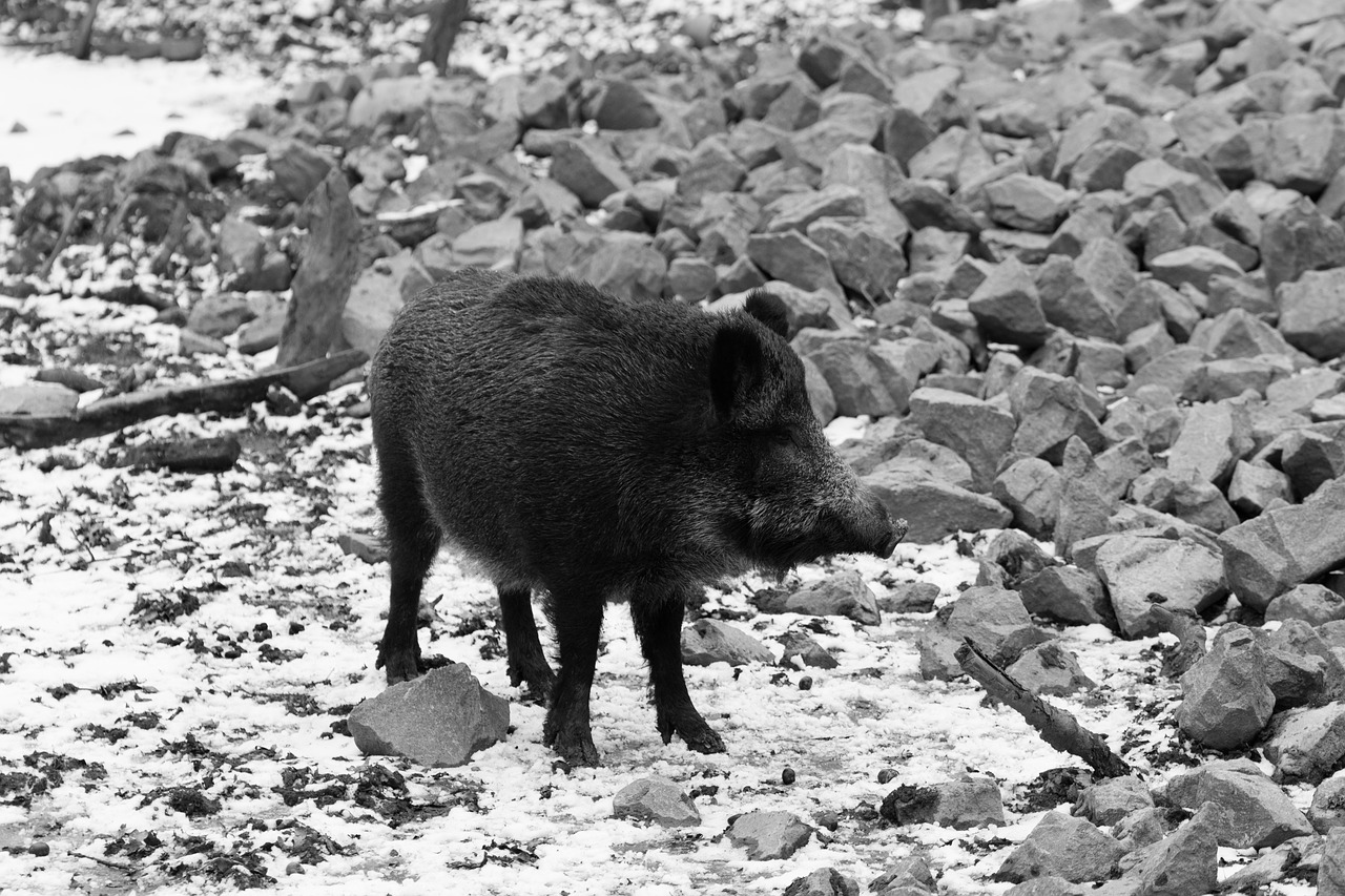 wild boar animal free photo