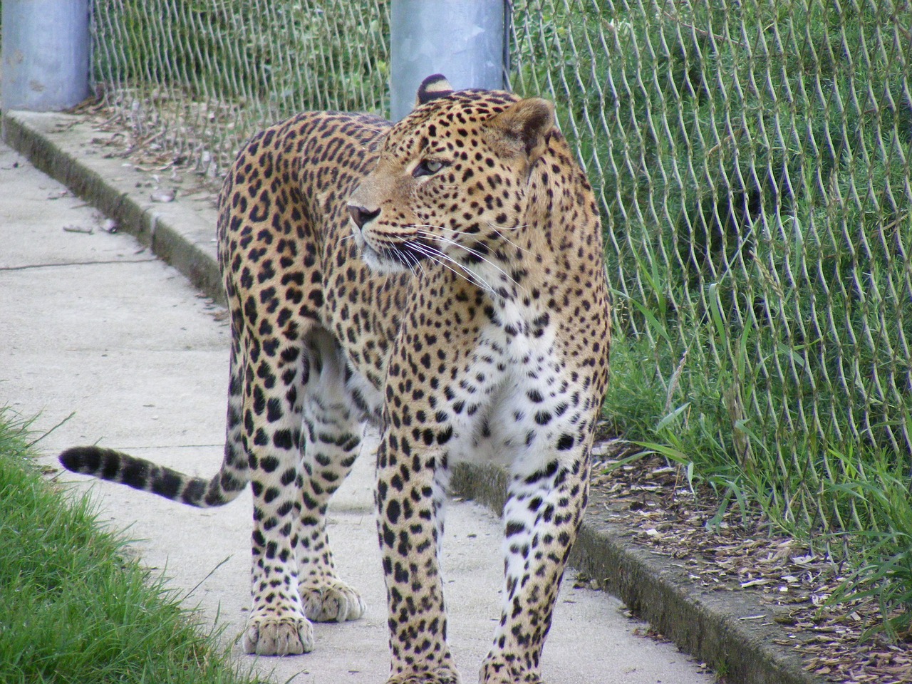 wild animal zoo free photo