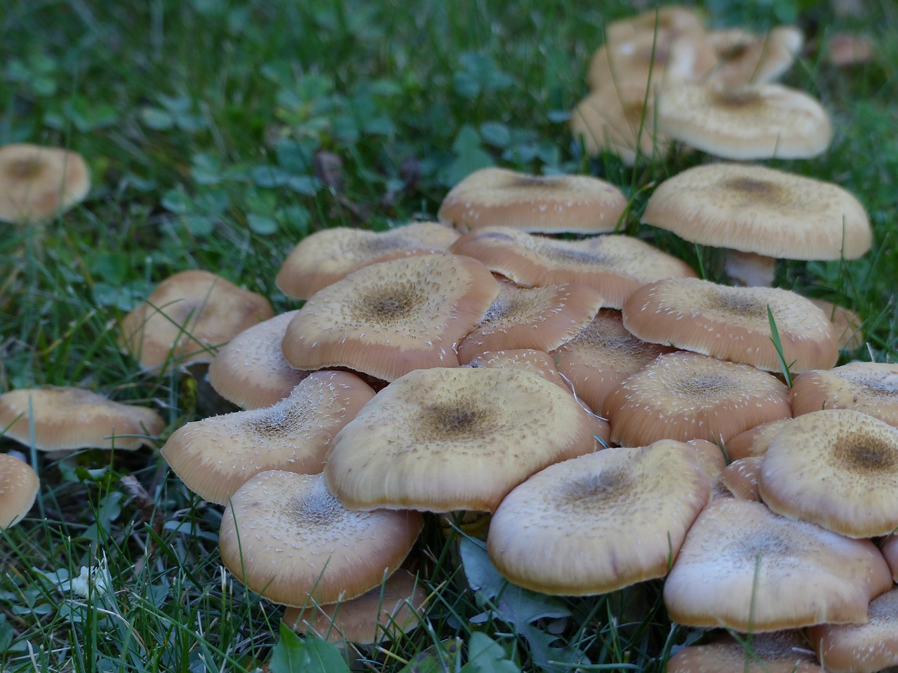 wild mushrooms cluster free photo