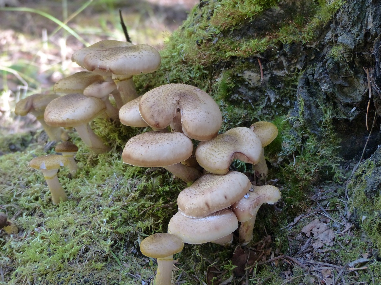 wild mushrooms cluster free photo