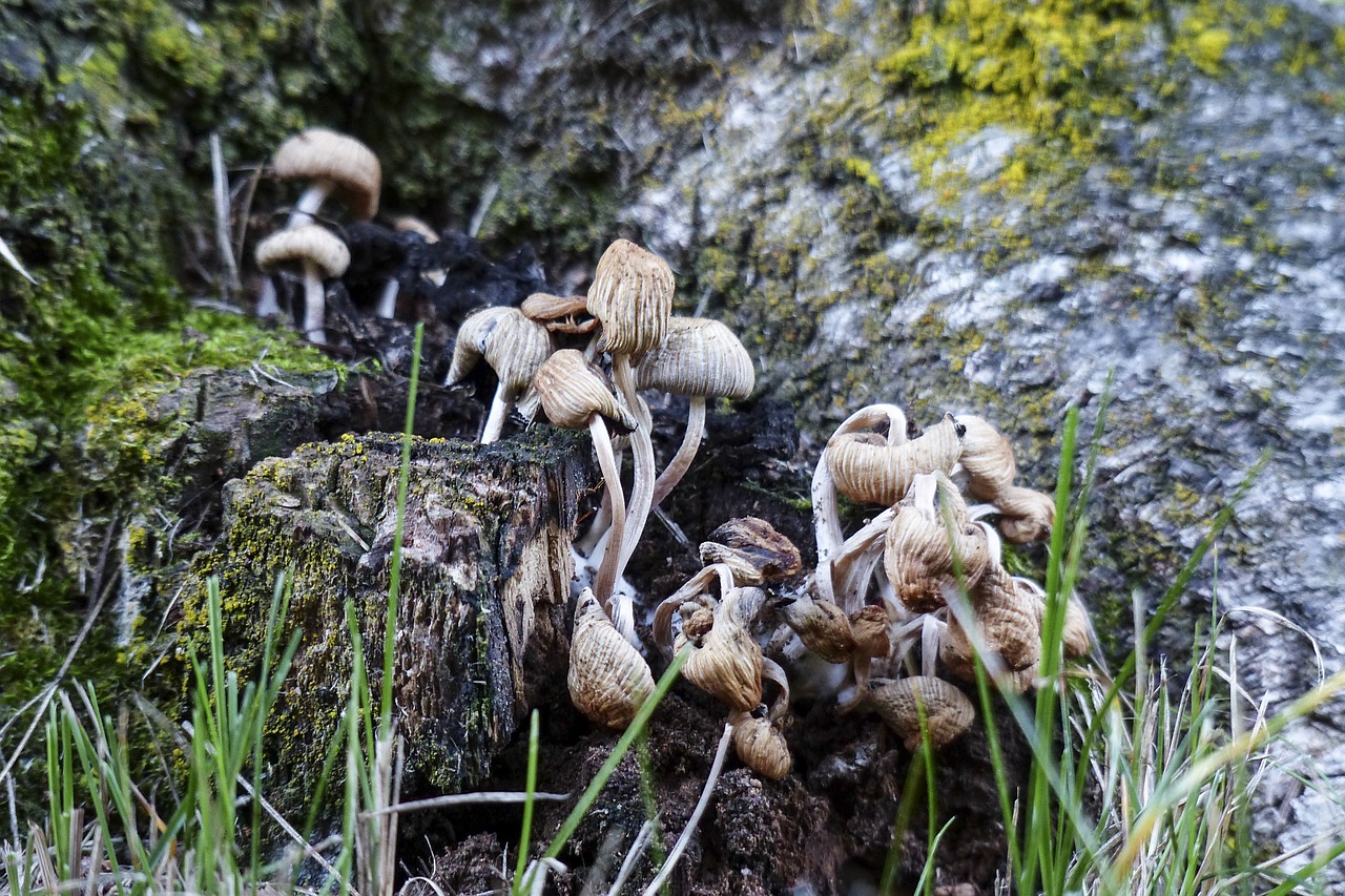 wild mushrooms cluster free photo