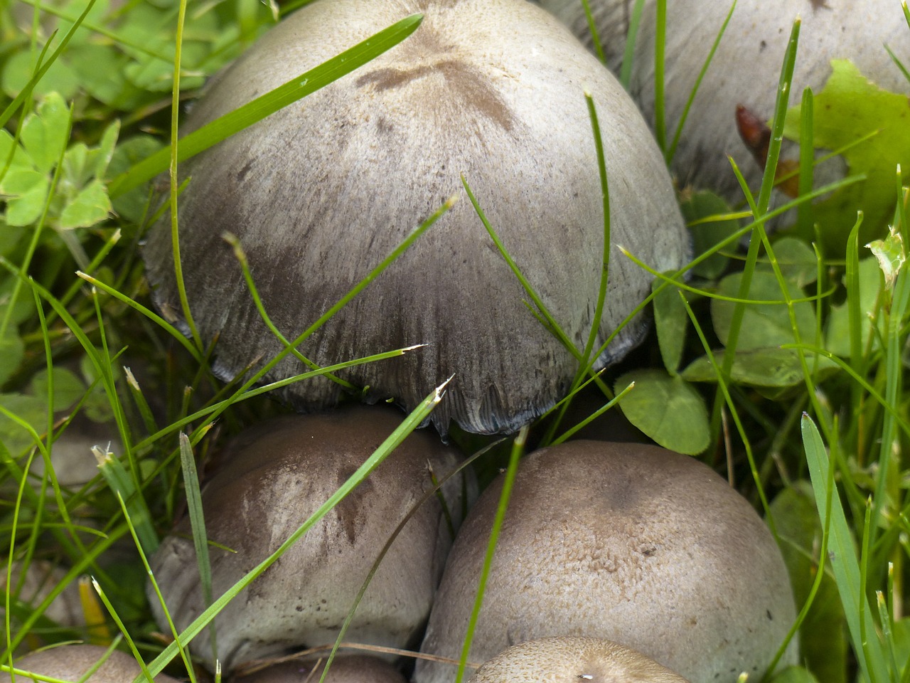 wild mushrooms cluster free photo