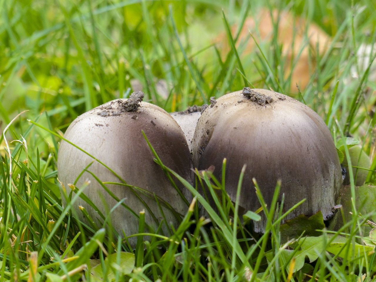 wild mushrooms cluster free photo