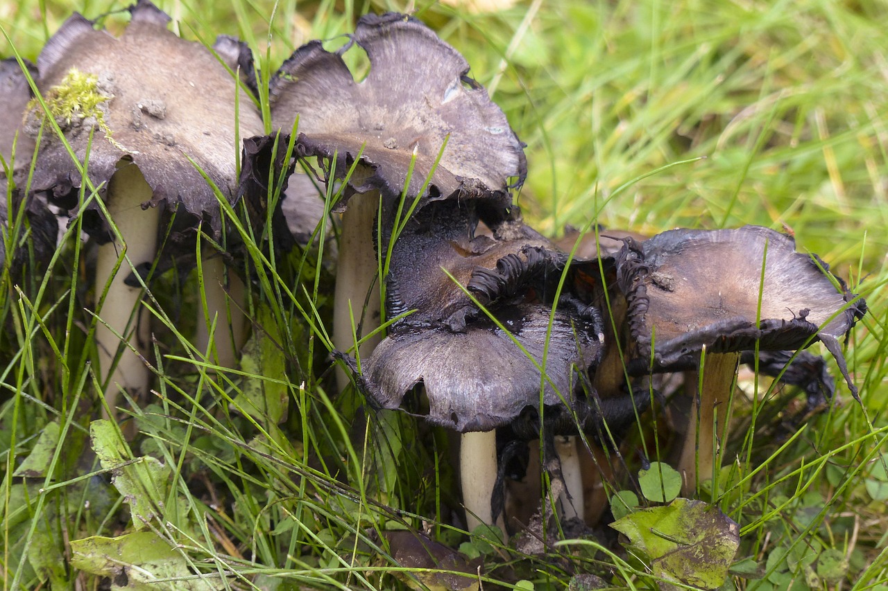 wild mushrooms cluster free photo