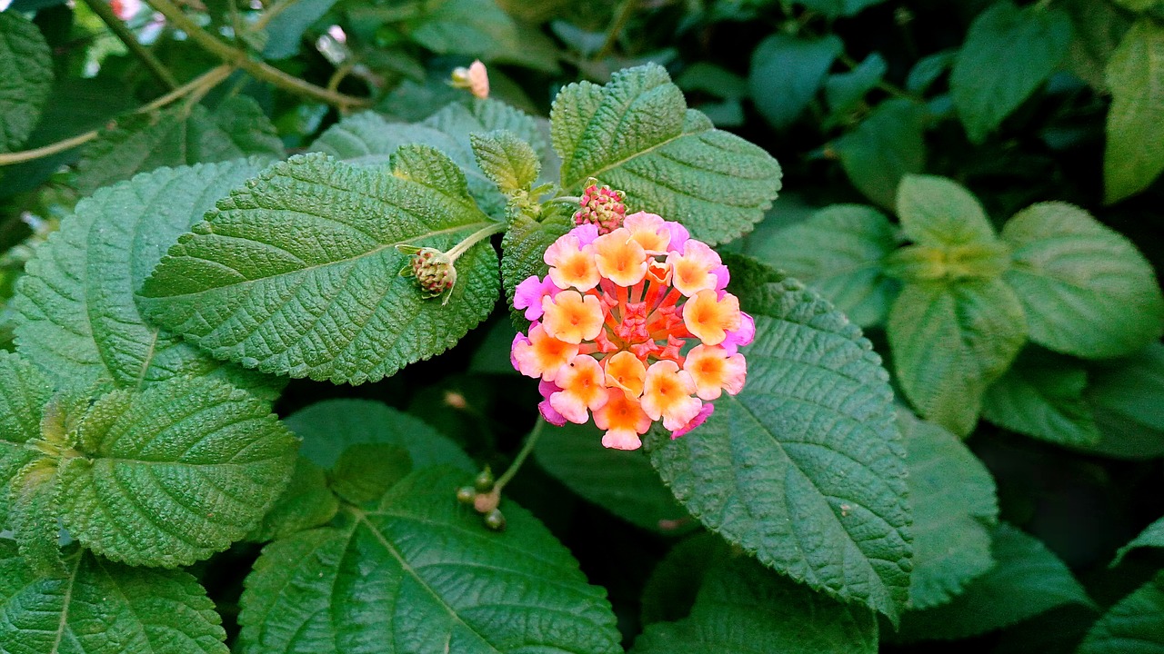 wild flower colorful free photo