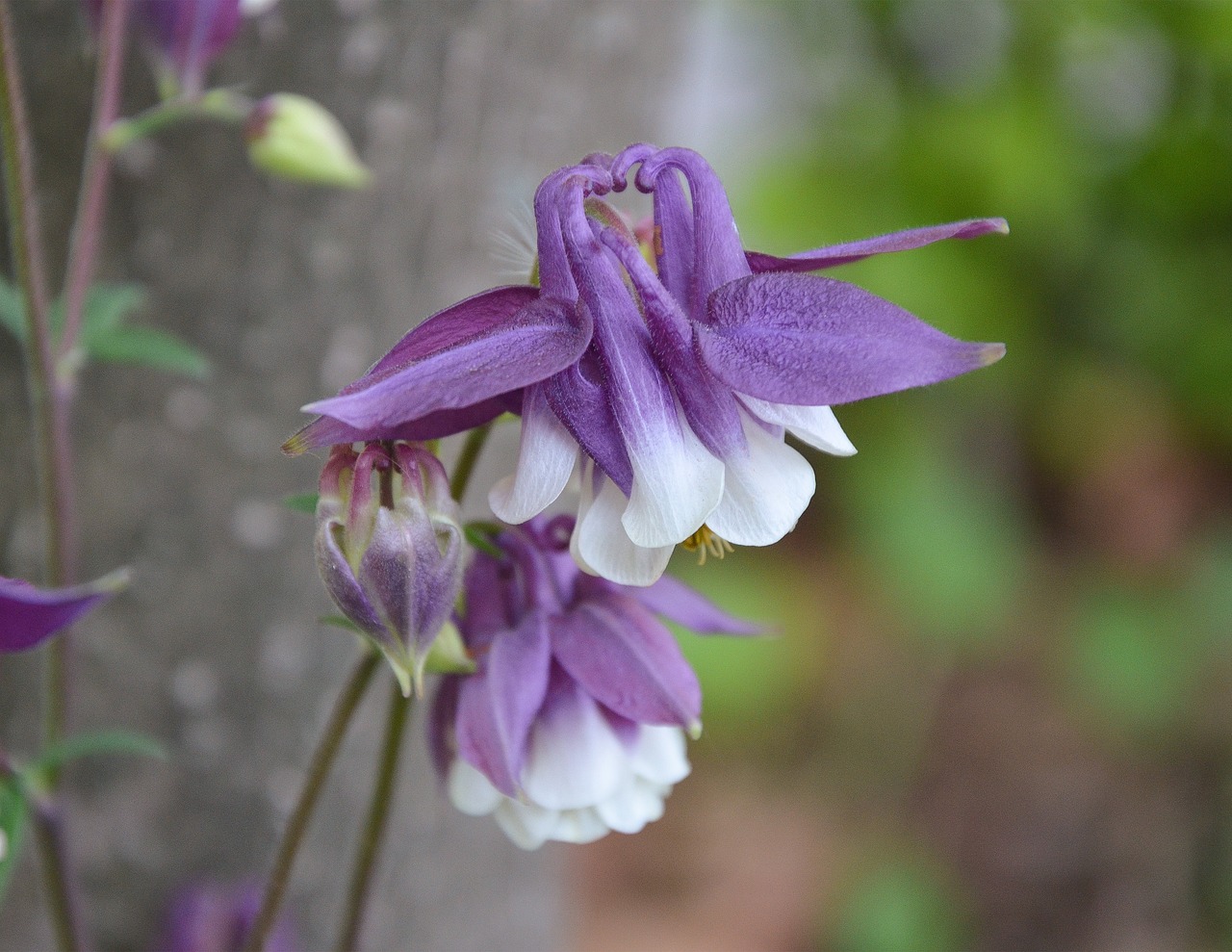 wild flower spring free photo