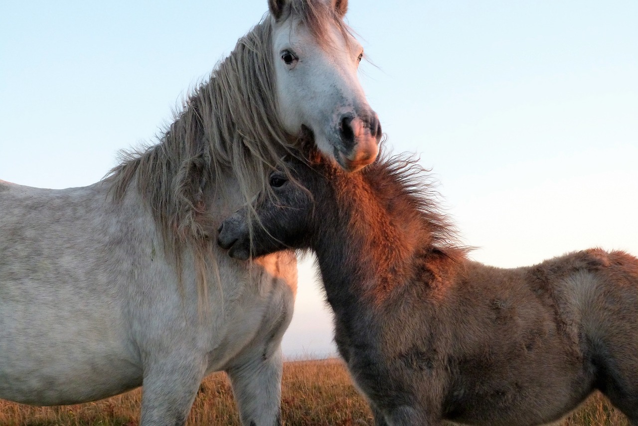 wild horses sunset free photo