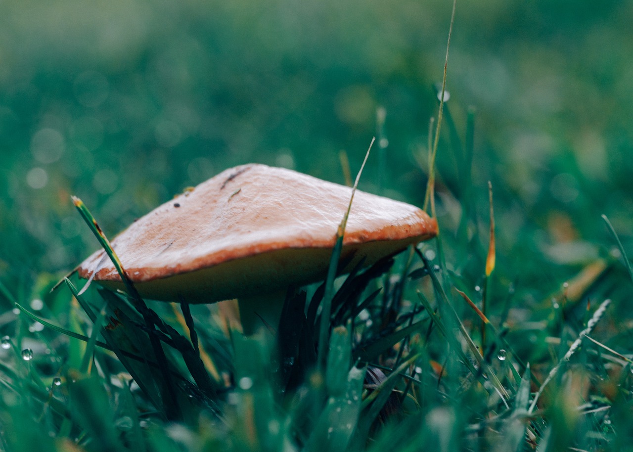 wild mushrooms green free photo