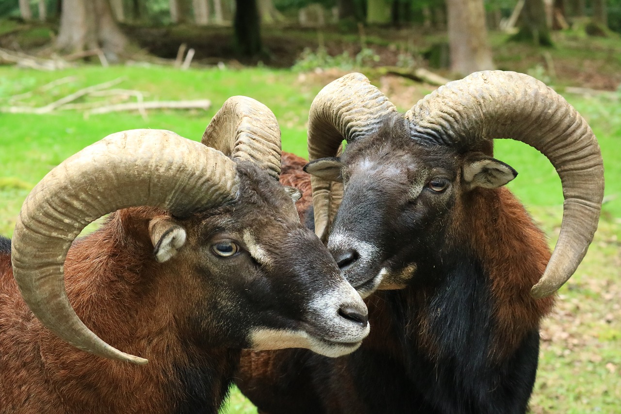 wild forest wildlife park free photo