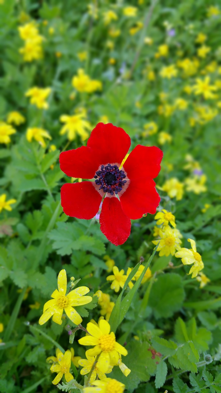 wild nature poppy flower free photo