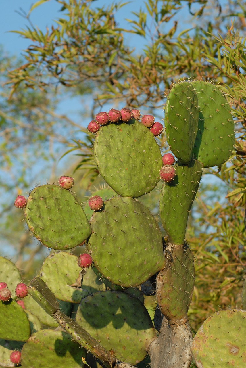 wild flora plants free photo