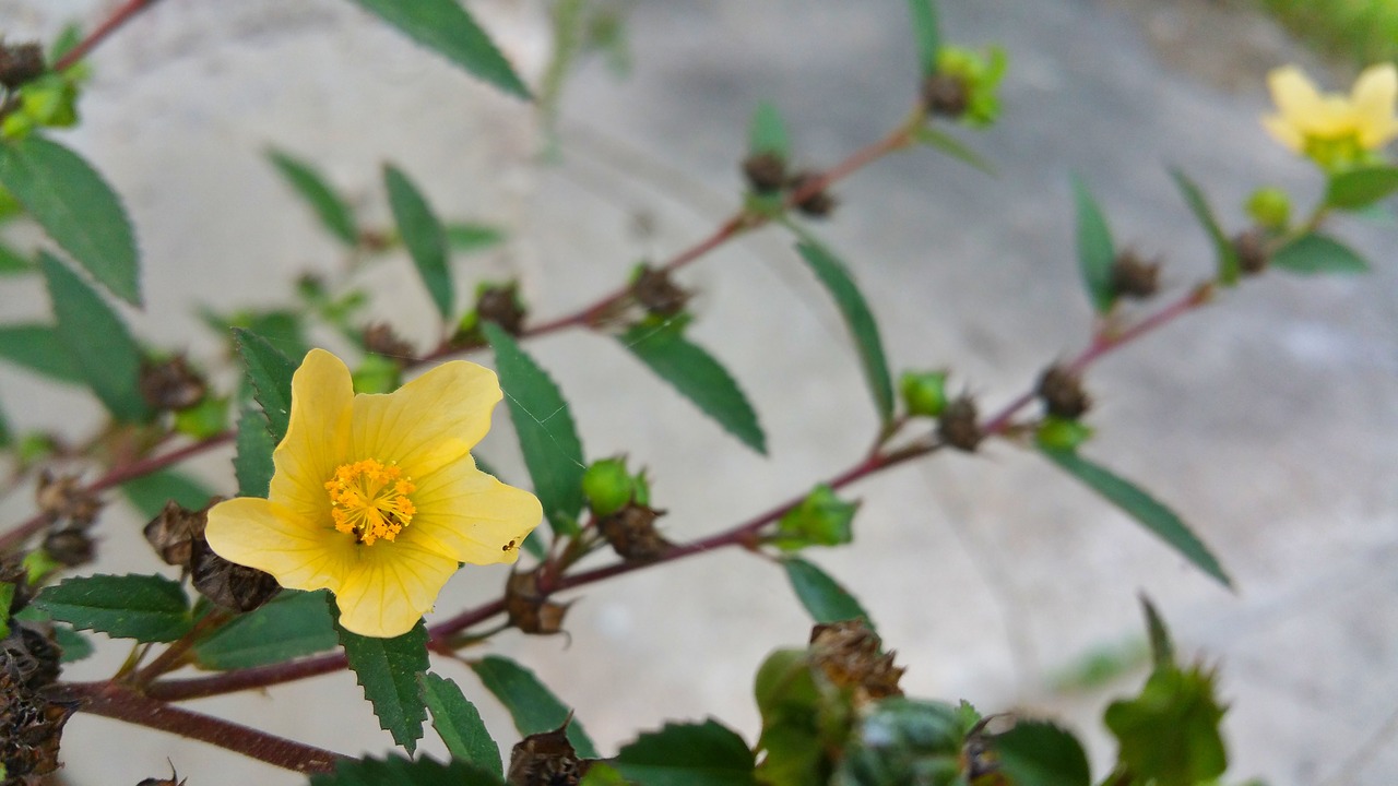 wild flower yellow free photo