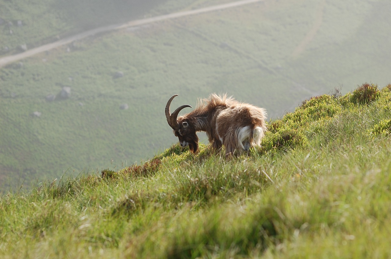 wild mountain goat free photo