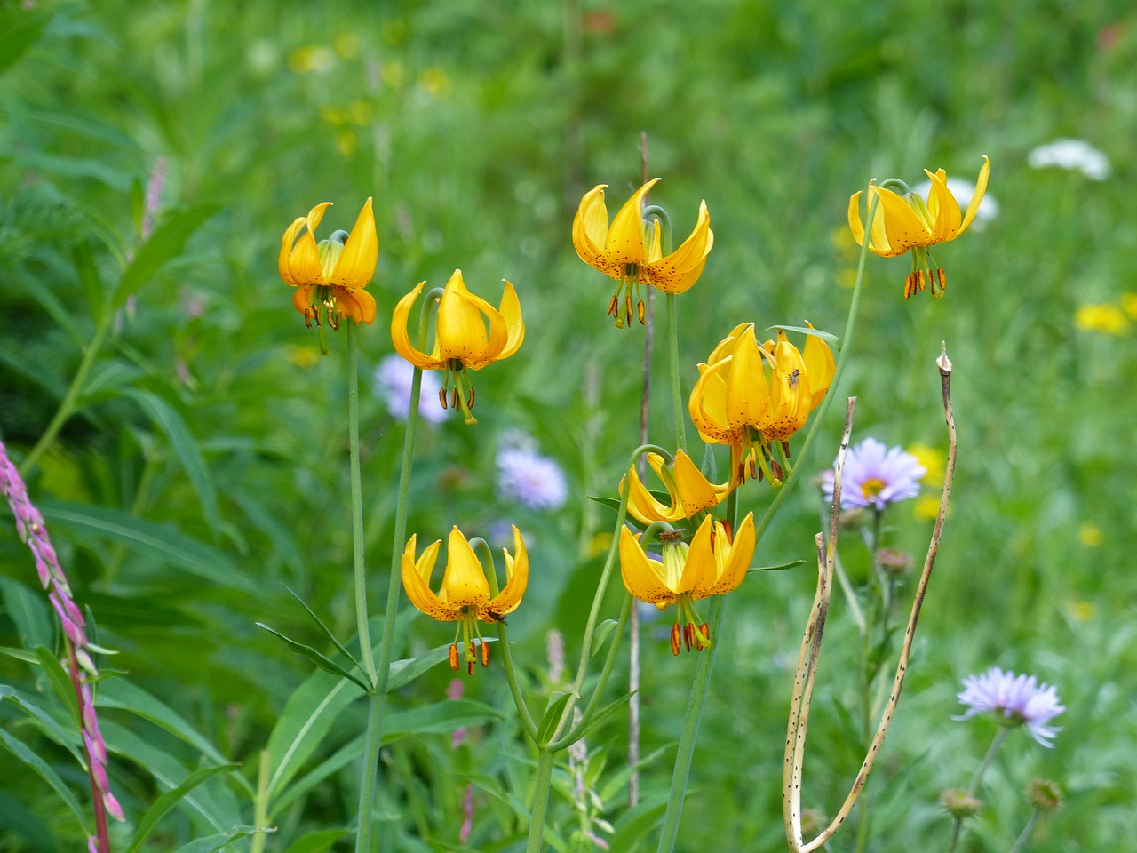 wild flower orchid free photo