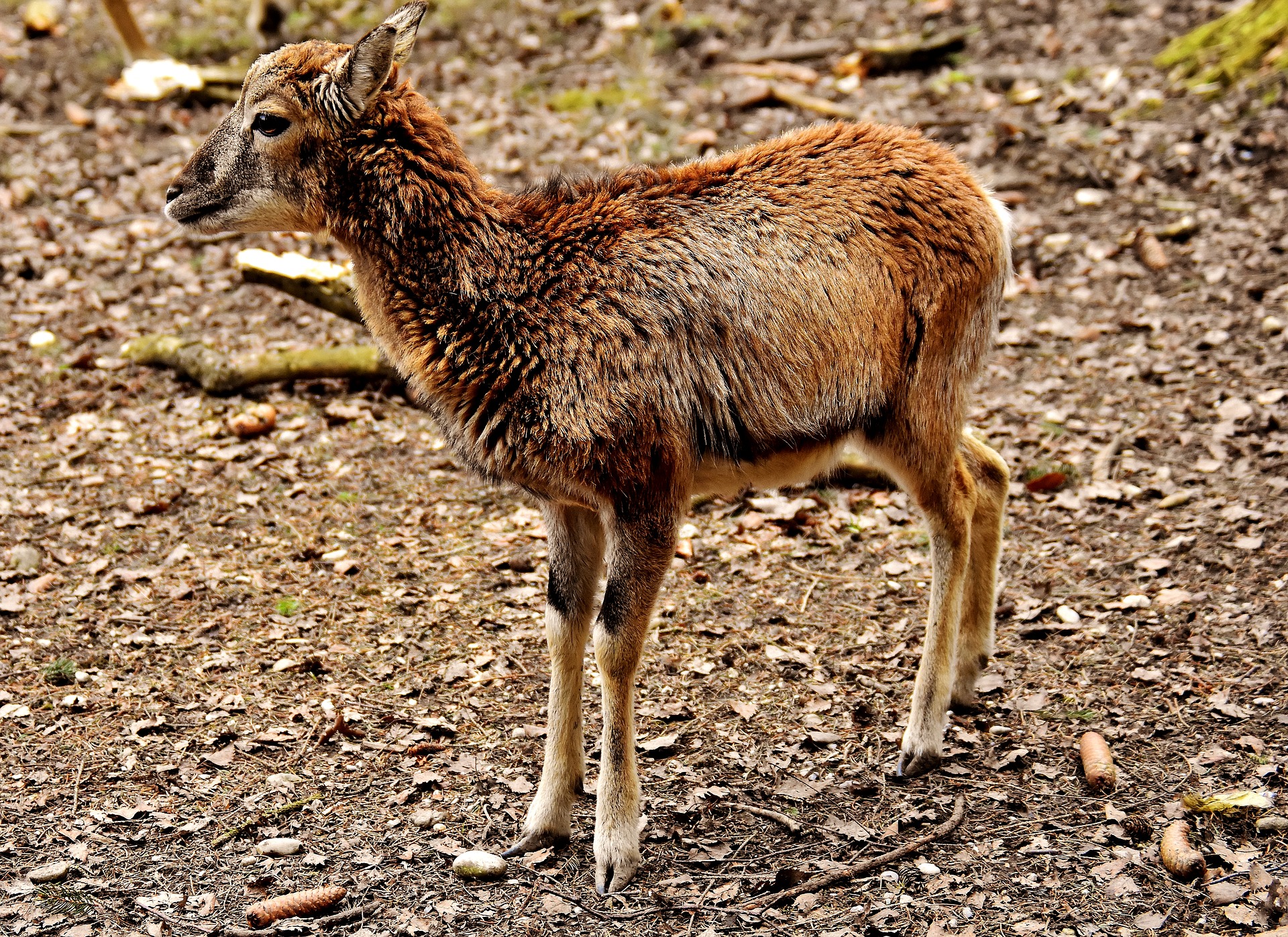 wild roe deer wildpark poing free photo