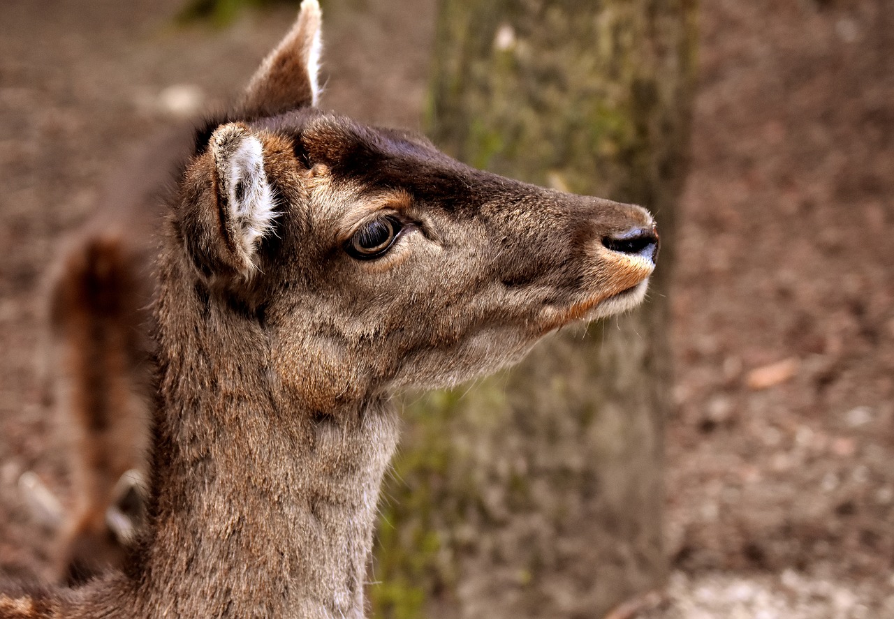 wild roe deer wildpark poing free photo